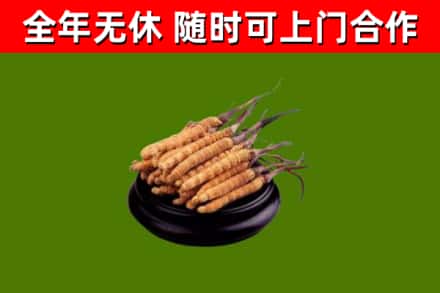 任泽回收散虫草